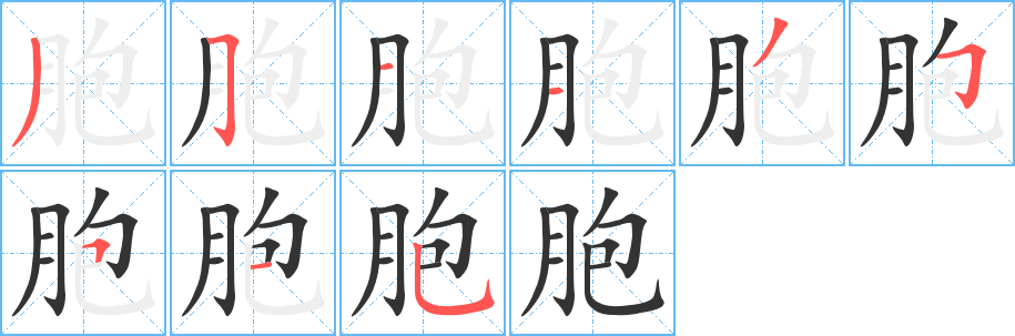 胞字筆畫(huà)寫(xiě)法