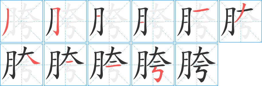 胯字筆畫(huà)寫(xiě)法